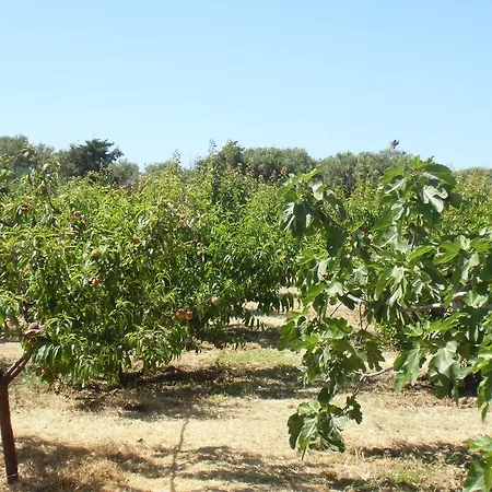 Stella Di Sicilia