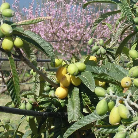 Stella Di Sicilia * San Fratello
