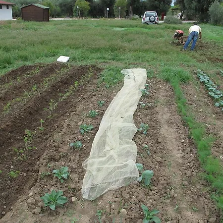 Stella Di Sicilia San Fratello